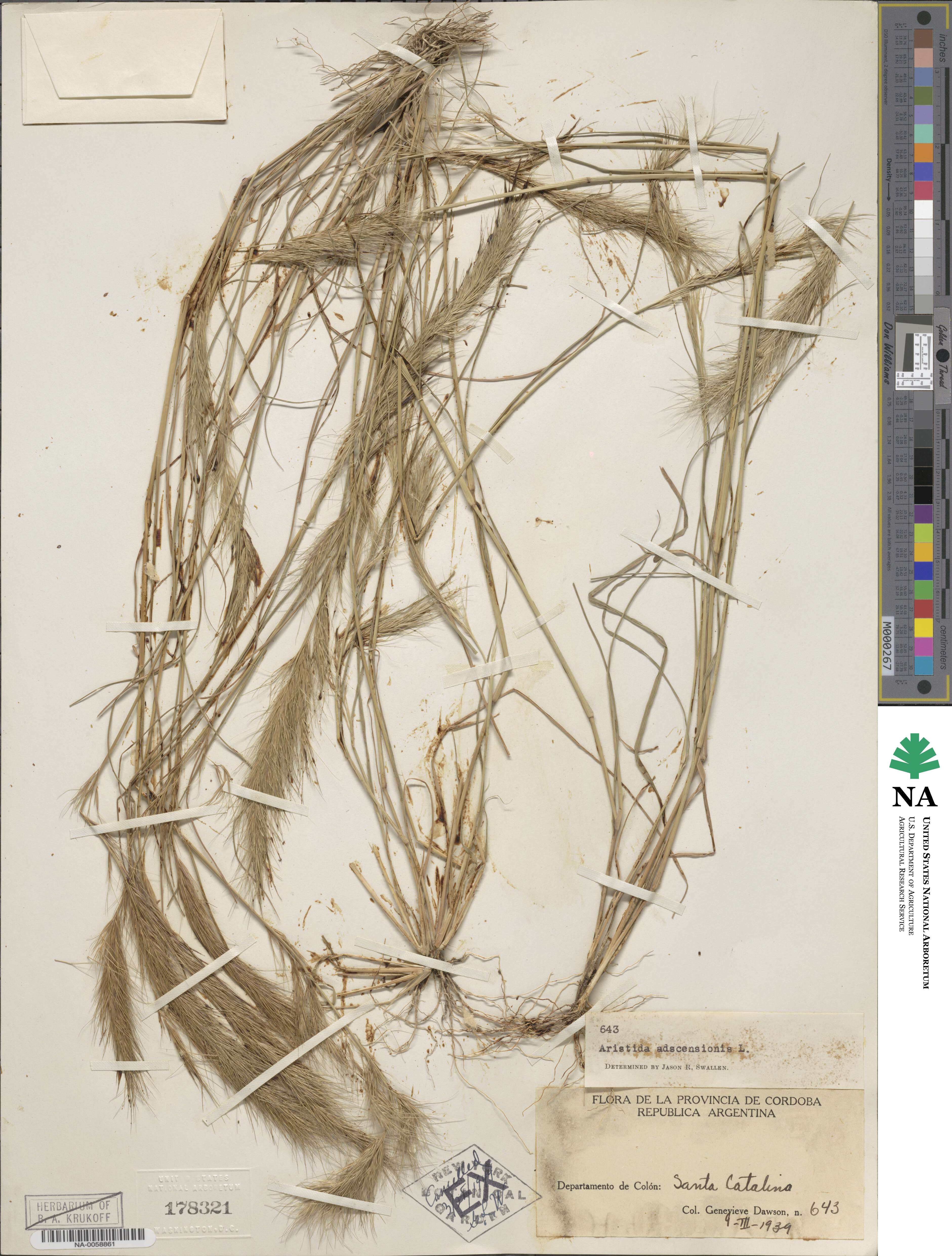 Aristida circinalis image