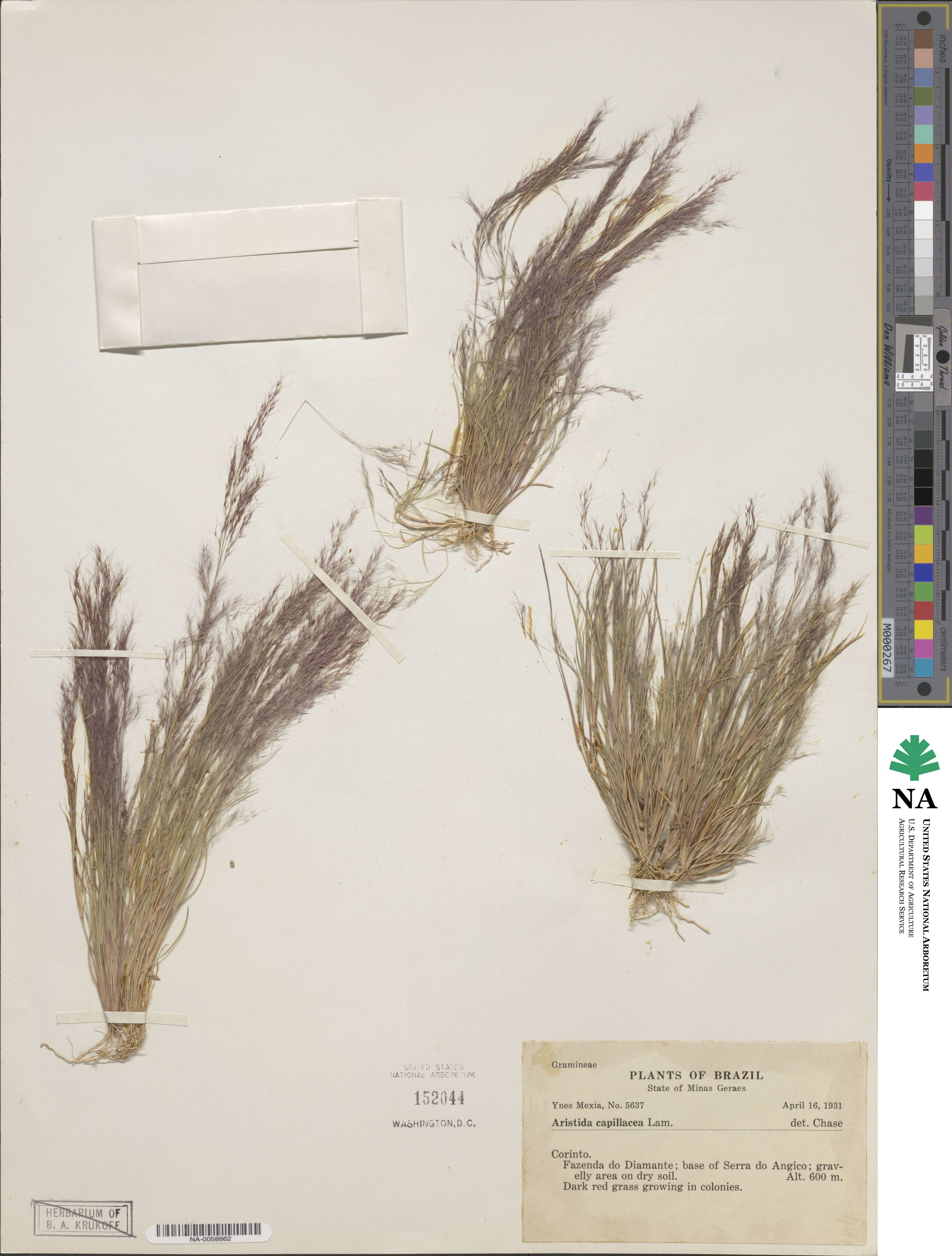 Aristida capillacea image