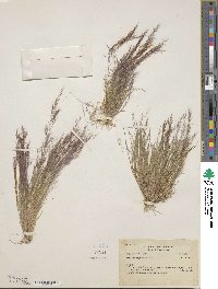 Aristida capillacea image