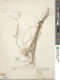 Image of Aristida cognata