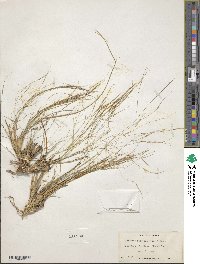 Aristida flaccida image