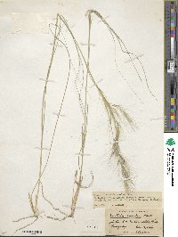 Image of Aristida hassleri