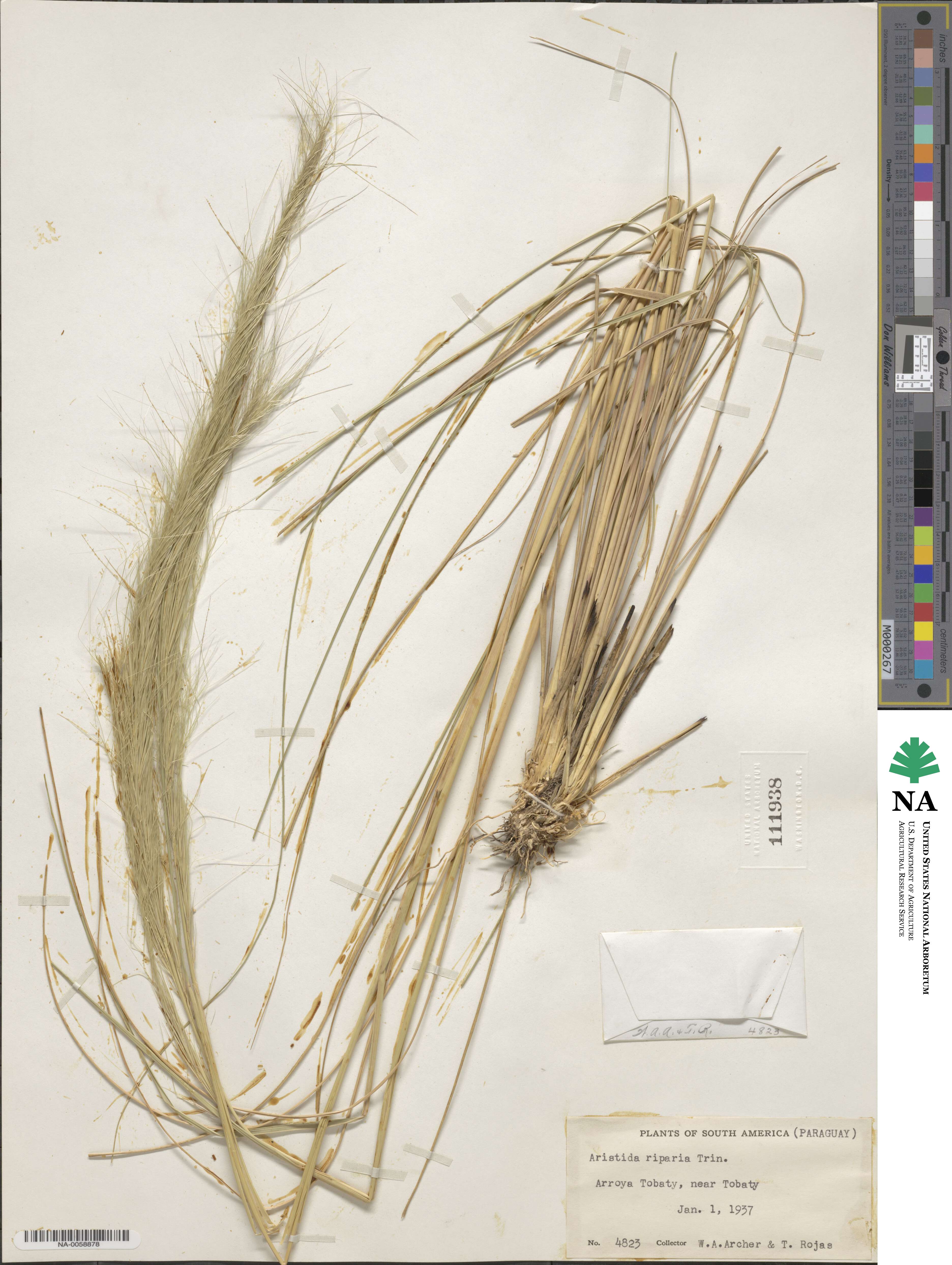 Aristida riparia image