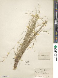 Aristida setifolia image