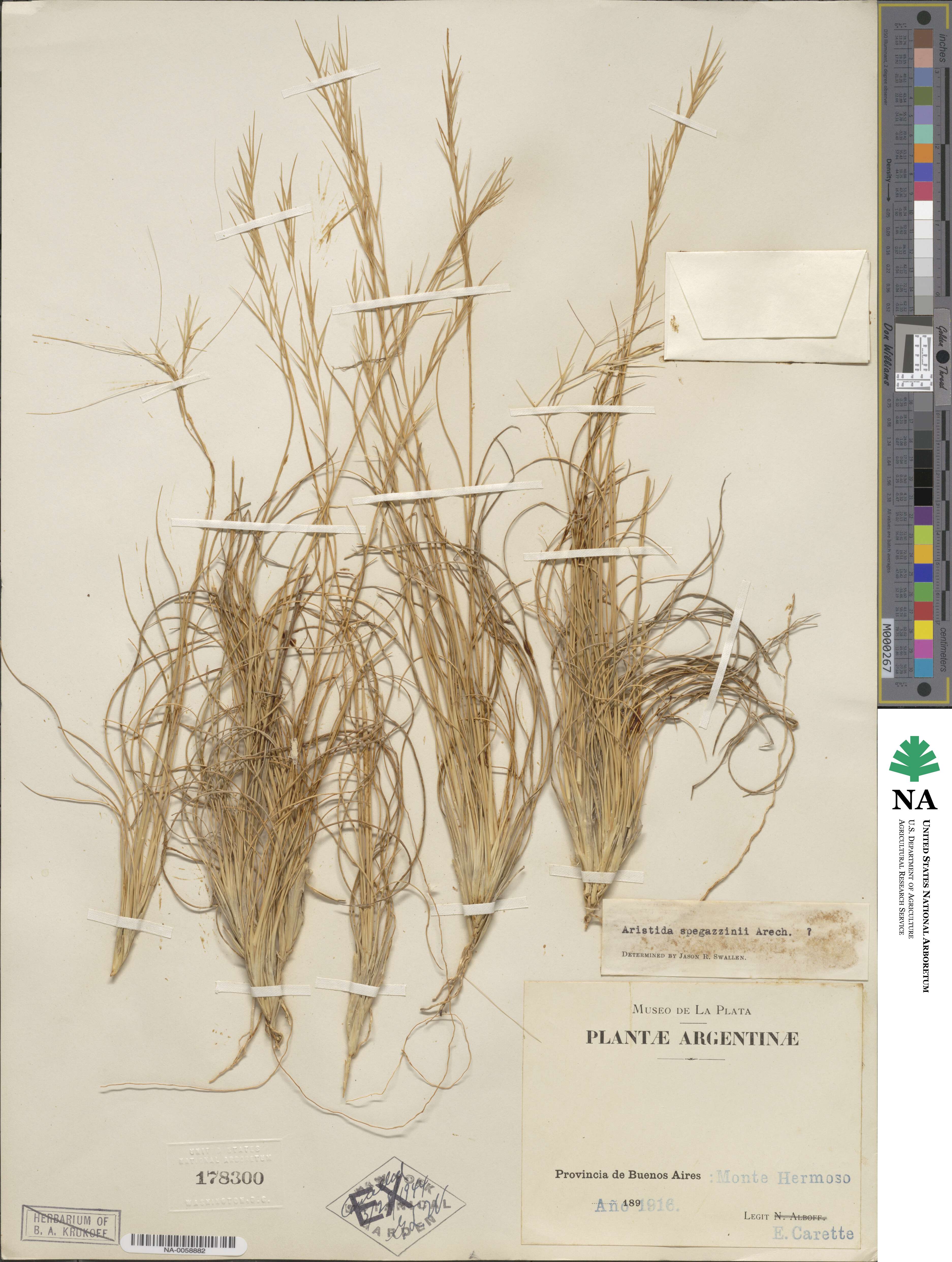 Aristida spegazzinii image