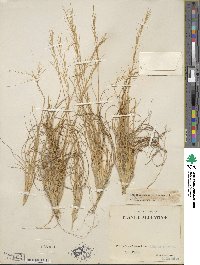 Aristida spegazzinii image