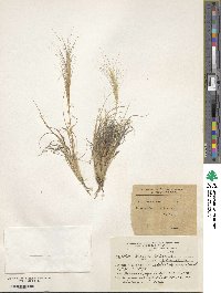 Aristida spegazzinii image