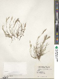 Aristida subspicata image