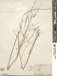 Aristida subspicata image