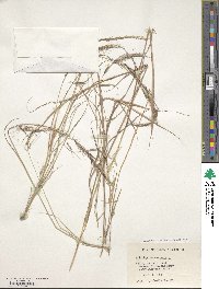 Aristida adscensionis image