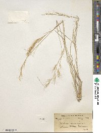 Aristida adscensionis image