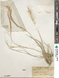 Aristida adscensionis image