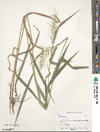 Elymus hystrix image