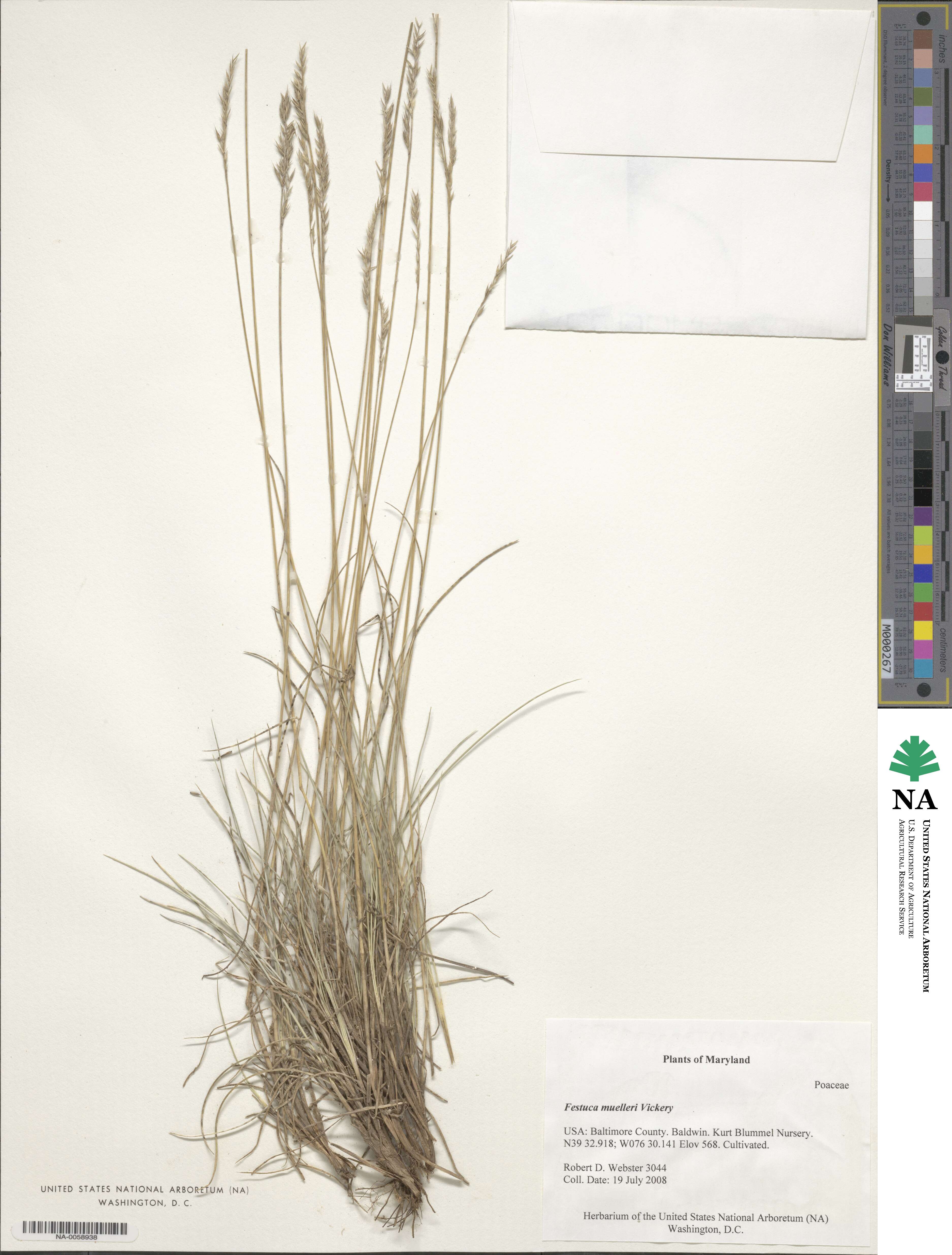 Festuca muelleri image