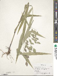 Chasmanthium latifolium image