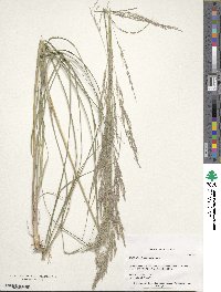 Image of Muhlenbergia emersleyi