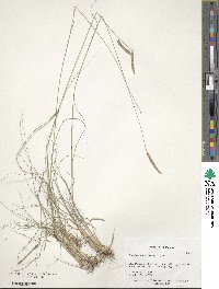 Bouteloua gracilis image