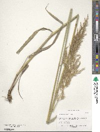 Sorghastrum nutans image