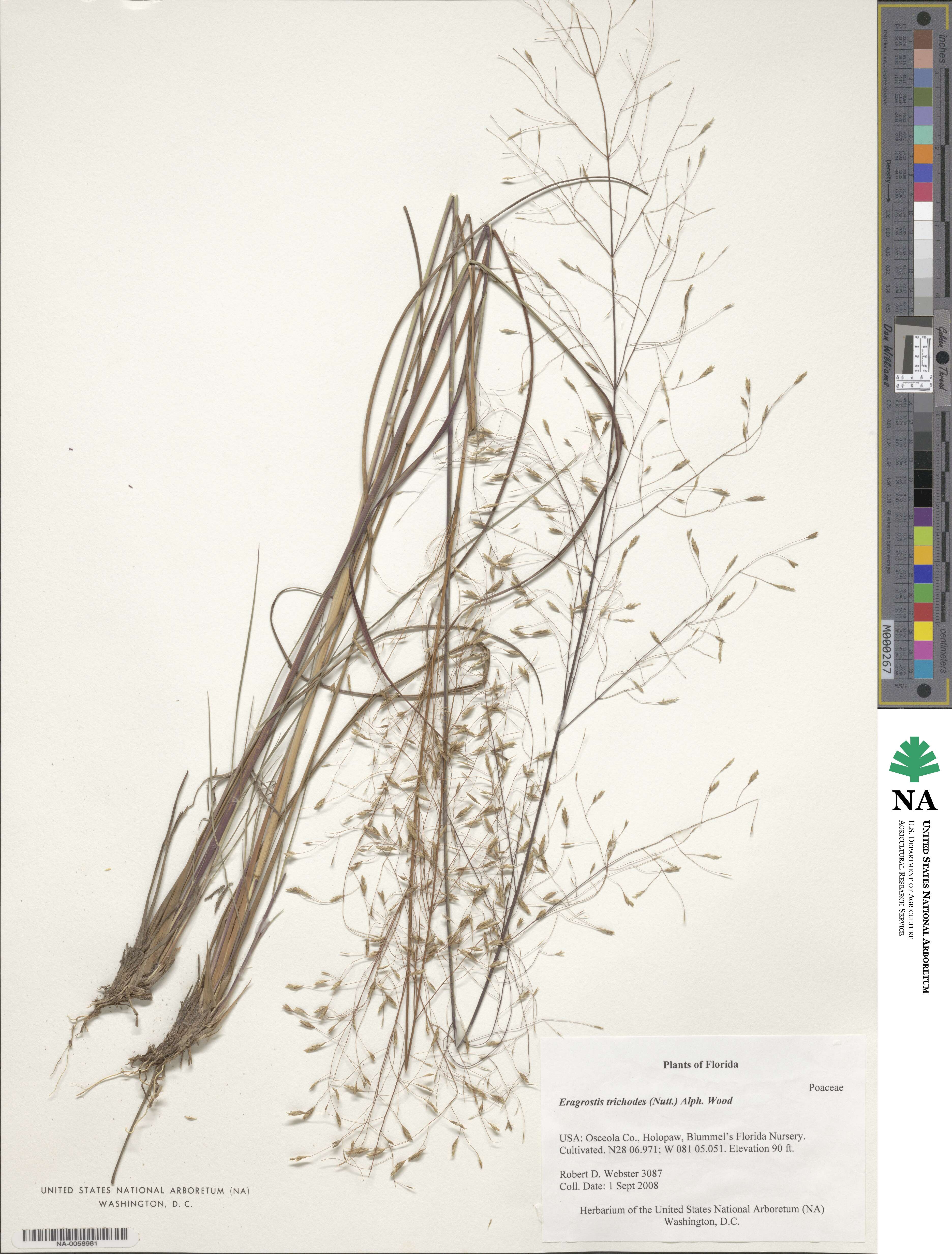 Eragrostis trichodes image