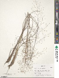 Eragrostis trichodes image