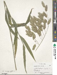 Chasmanthium latifolium image