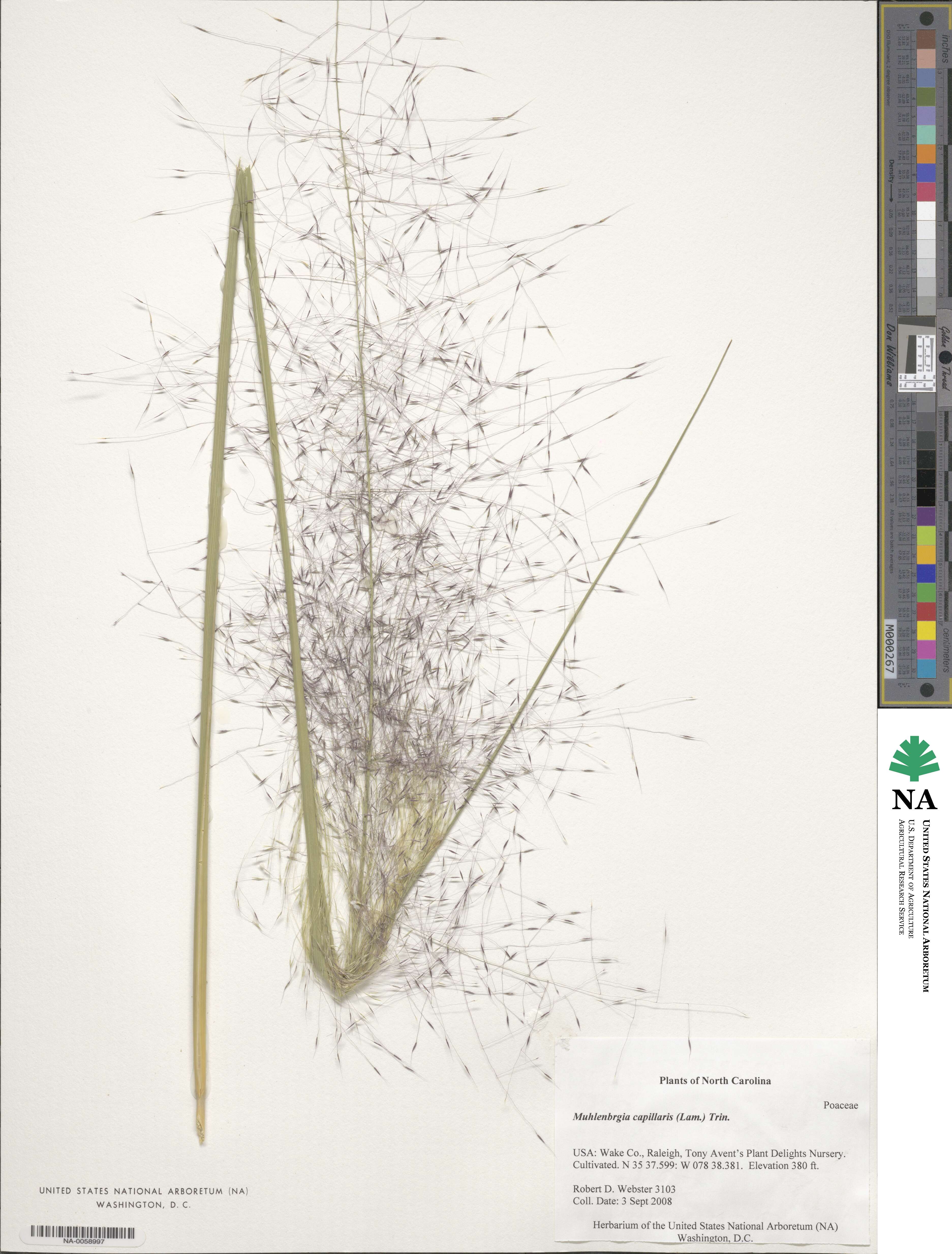 Muhlenbergia capillaris image