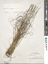 Rhynchospora plumosa image