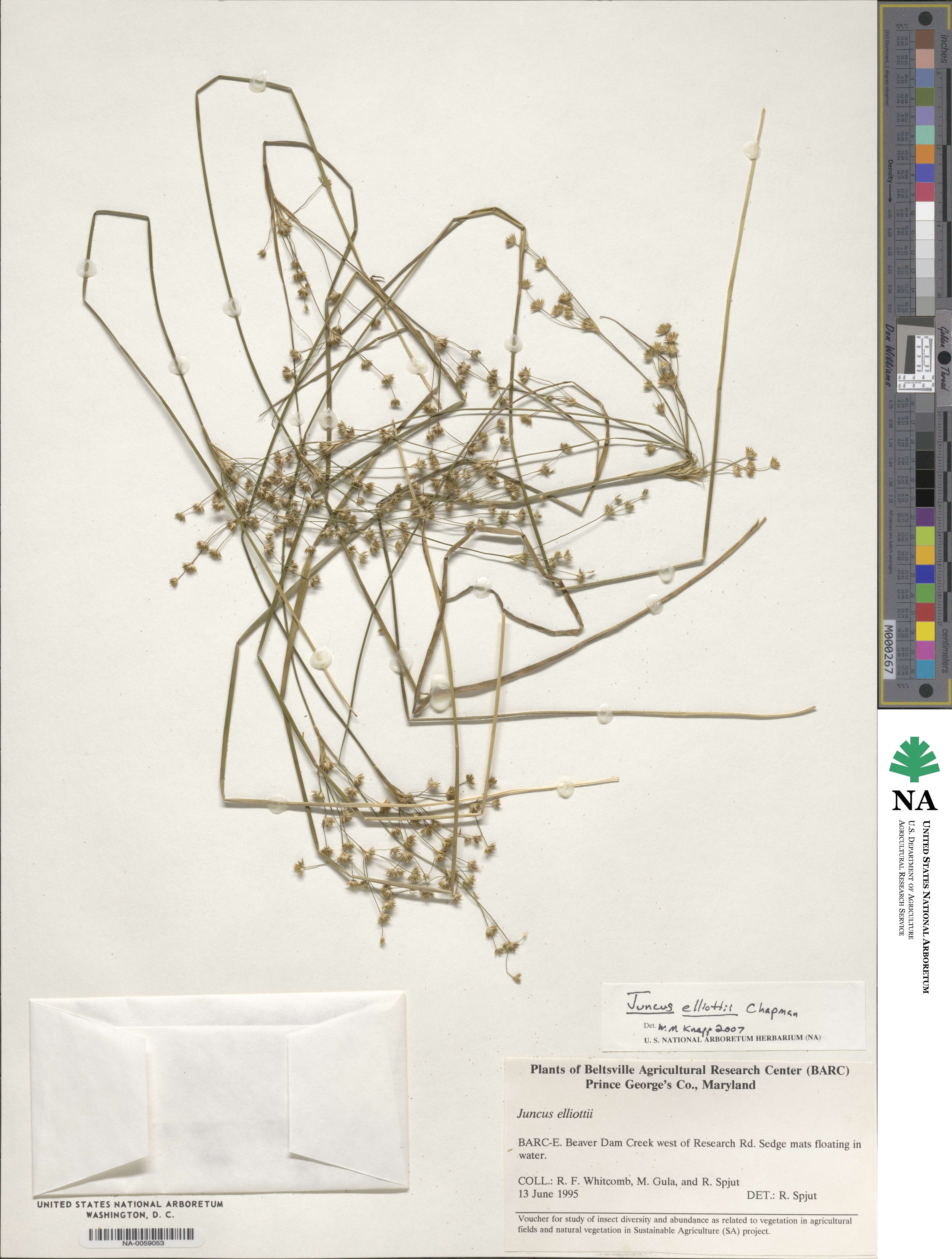 Juncus elliottii image