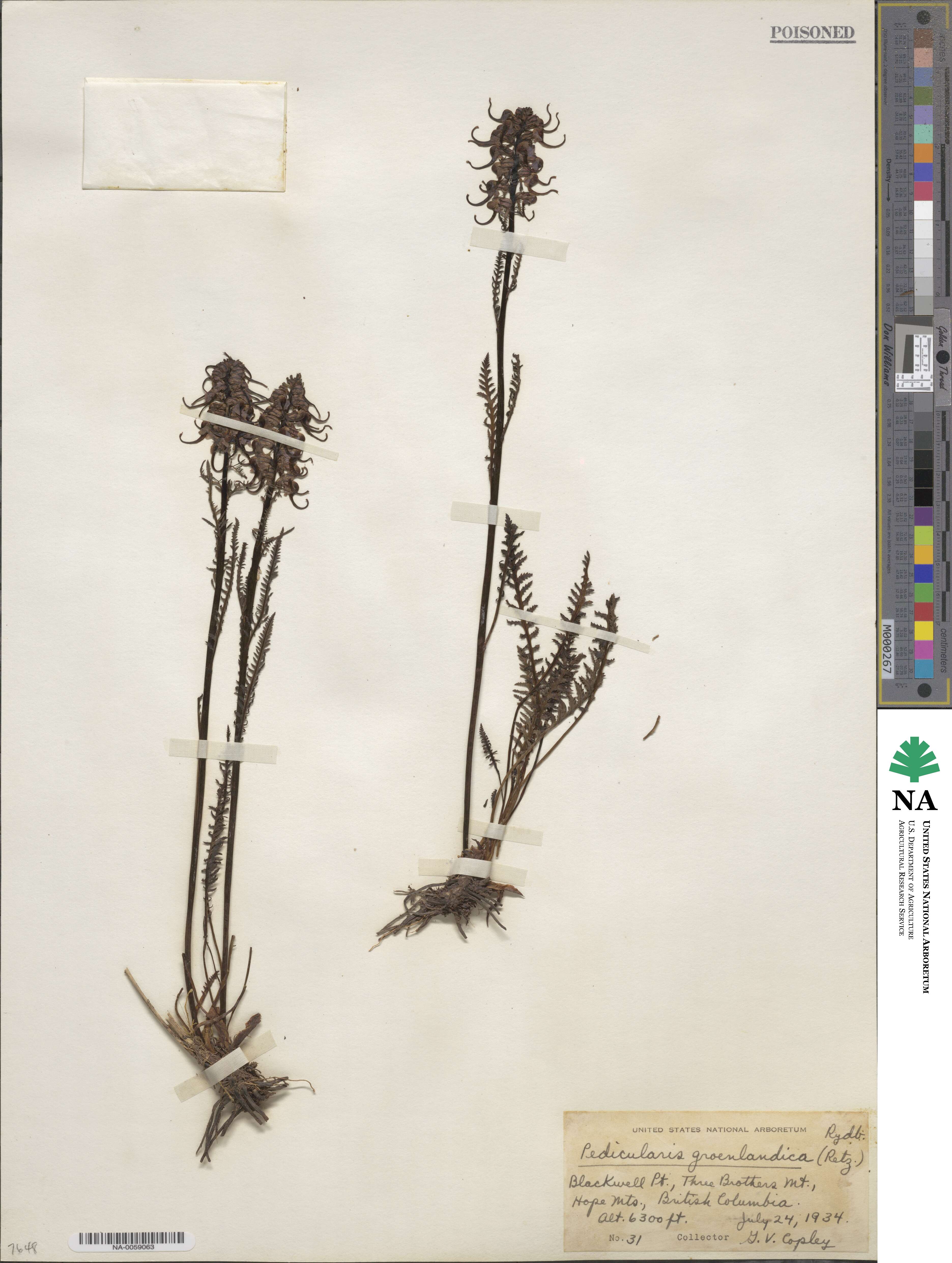 Pedicularis groenlandica image