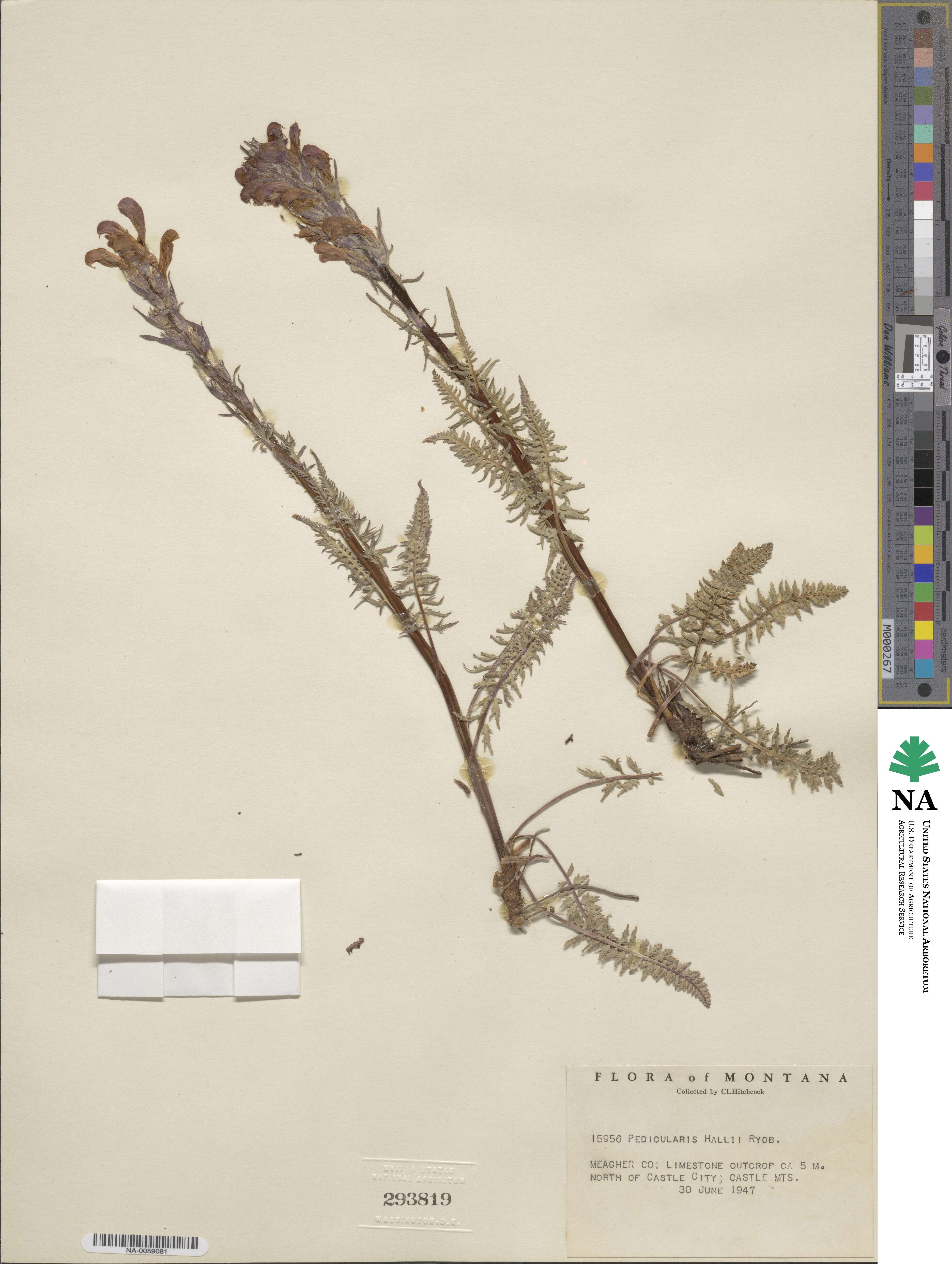 Pedicularis parryi subsp. purpurea image
