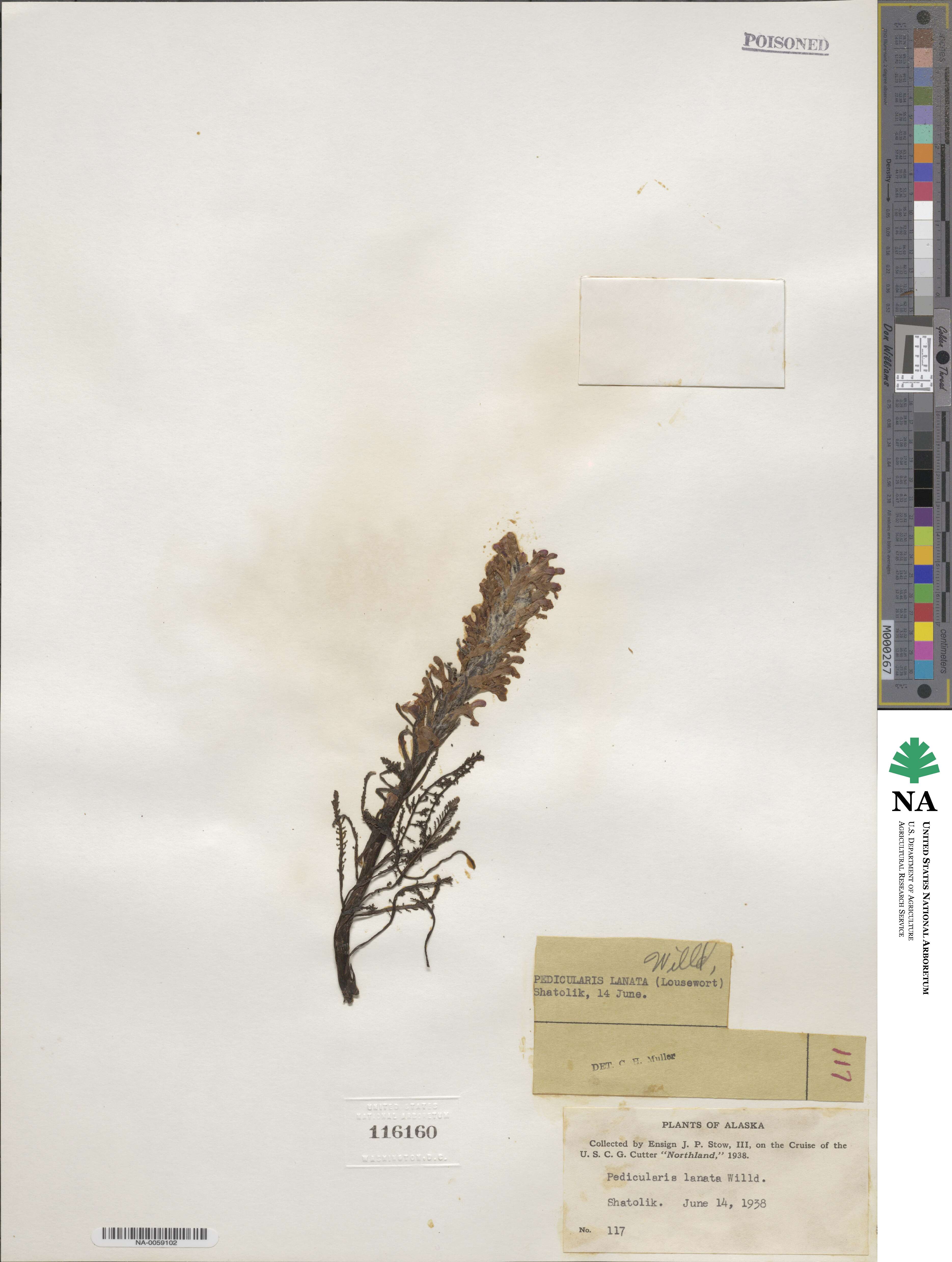 Pedicularis lanata image