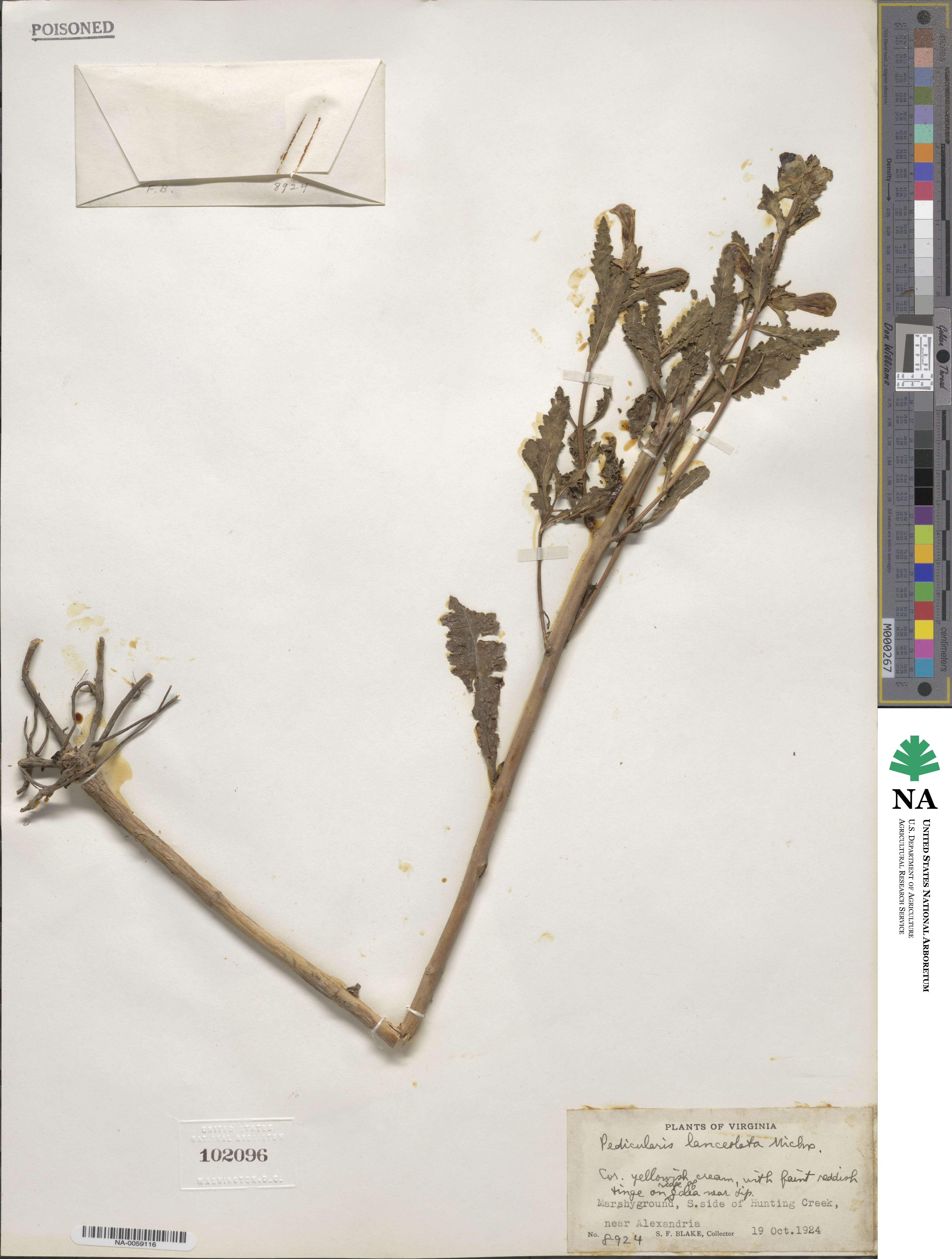 Pedicularis lanceolata image