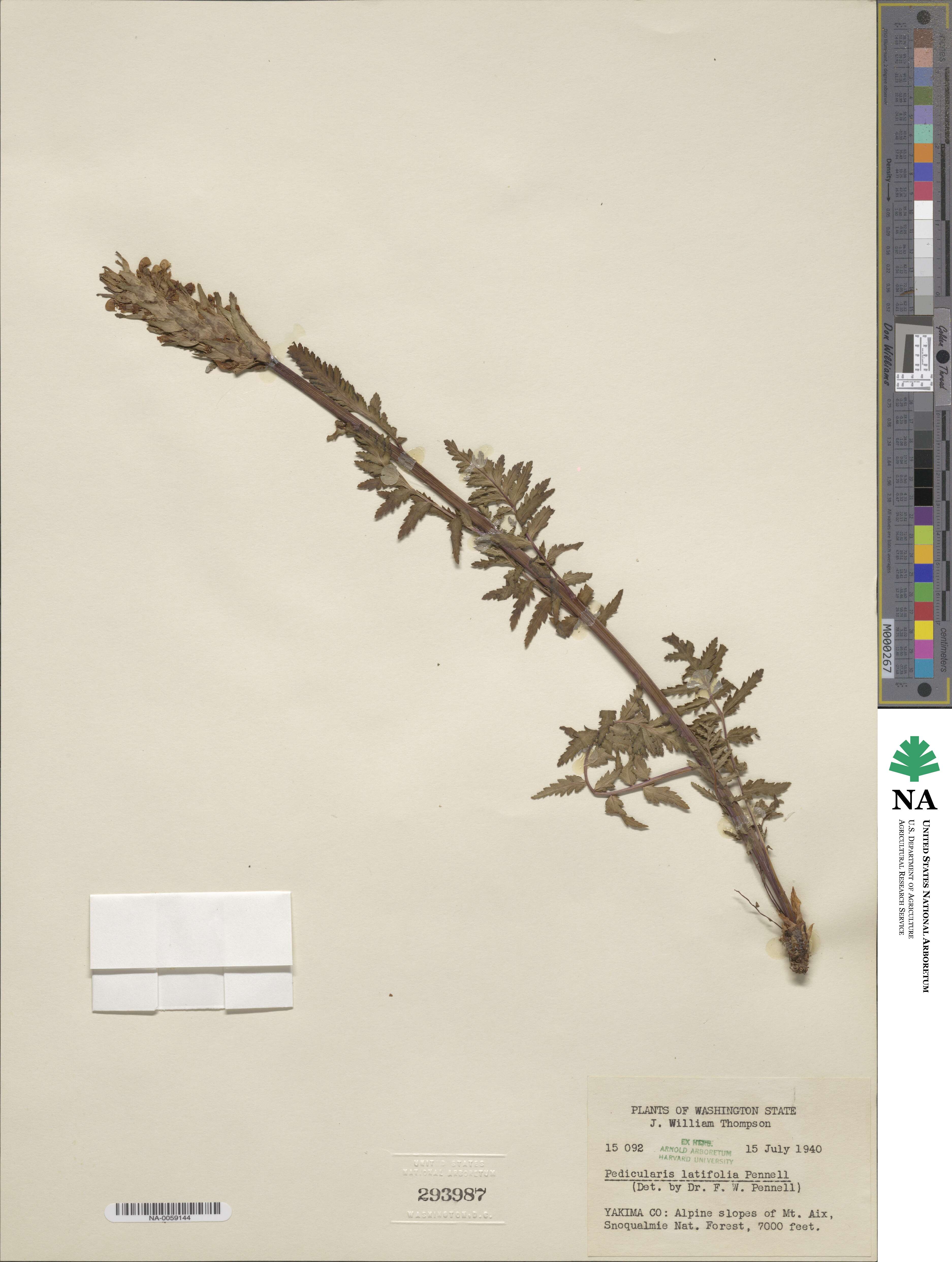 Pedicularis bracteosa var. latifolia image