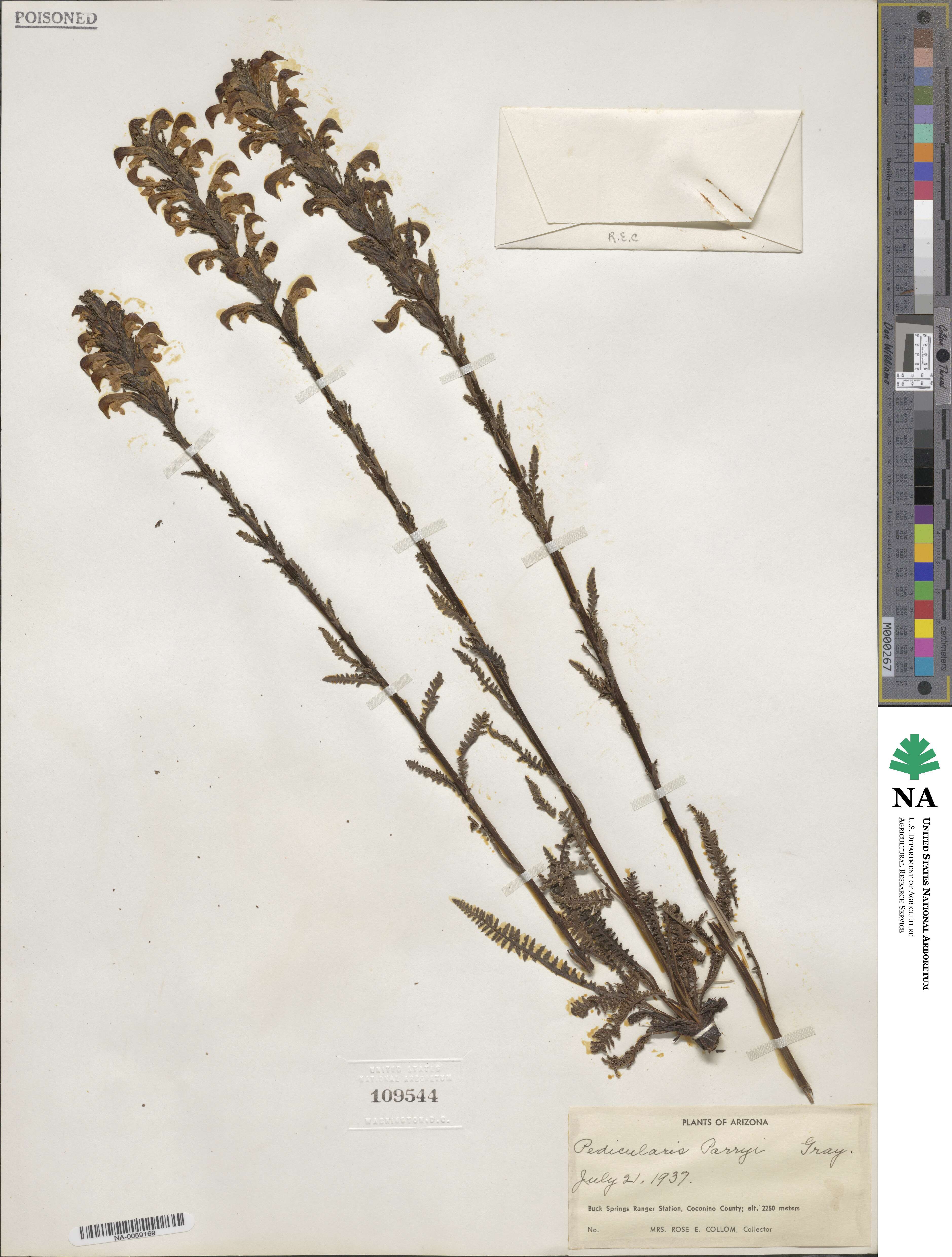 Pedicularis parryi image
