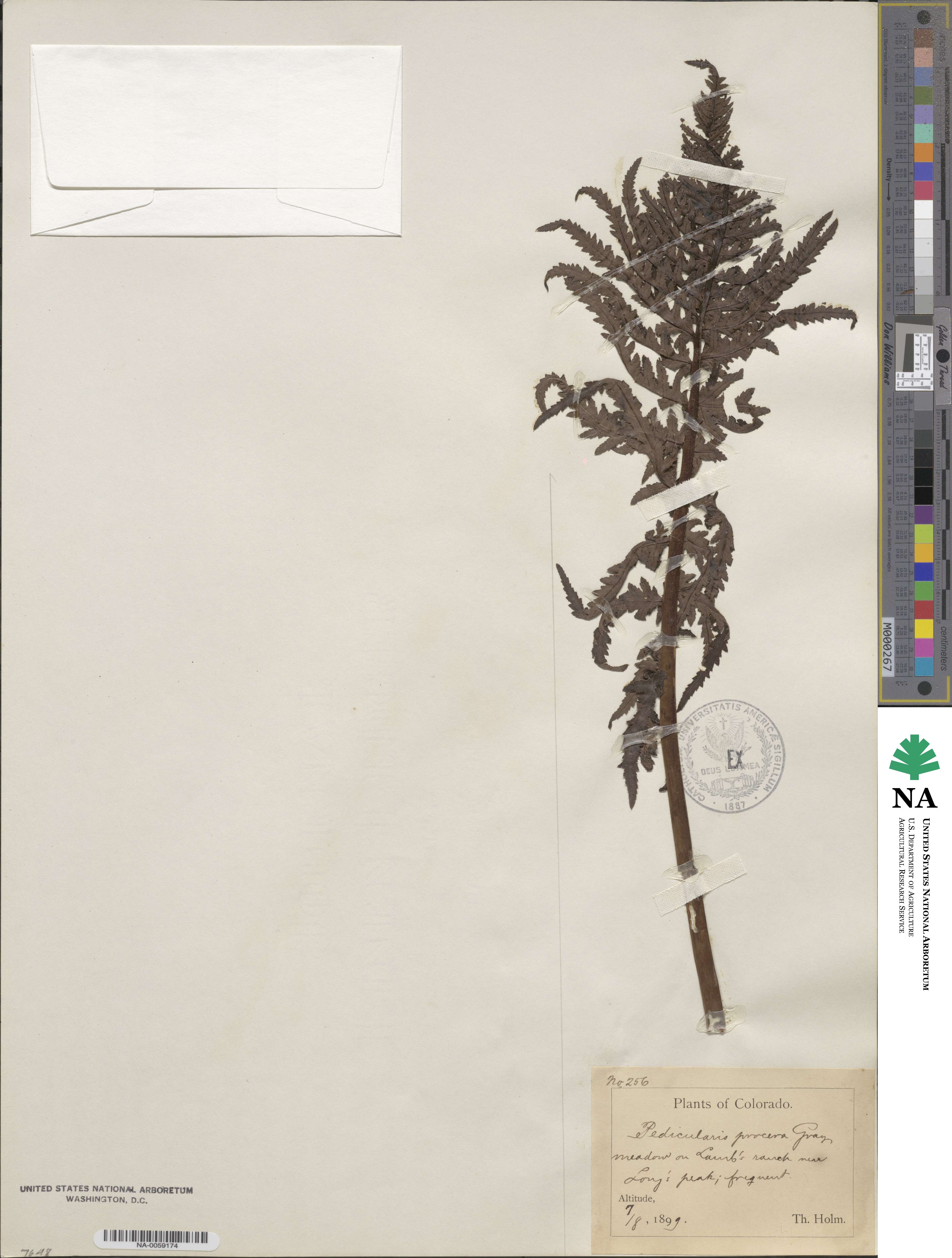 Pedicularis procera image