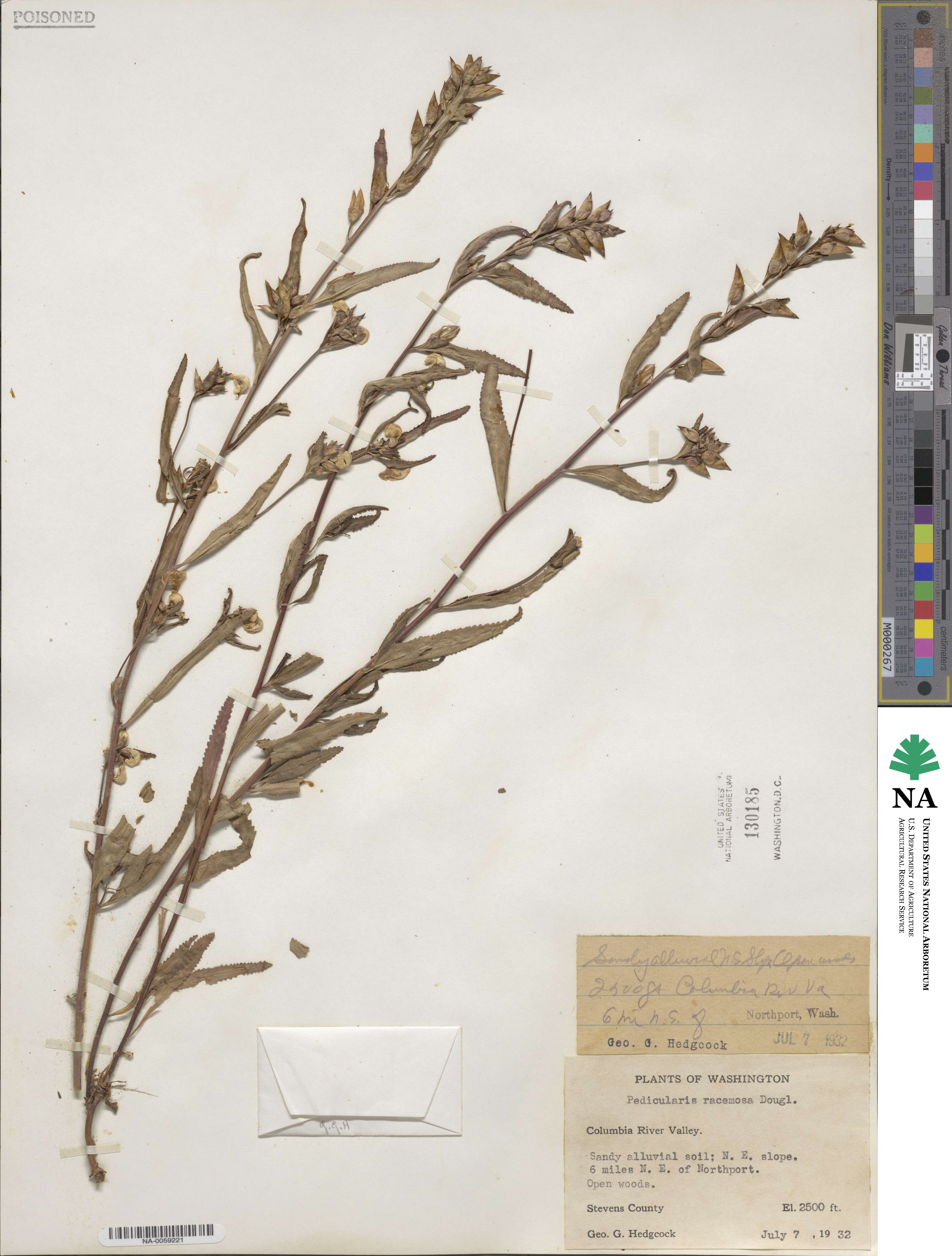 Pedicularis racemosa image