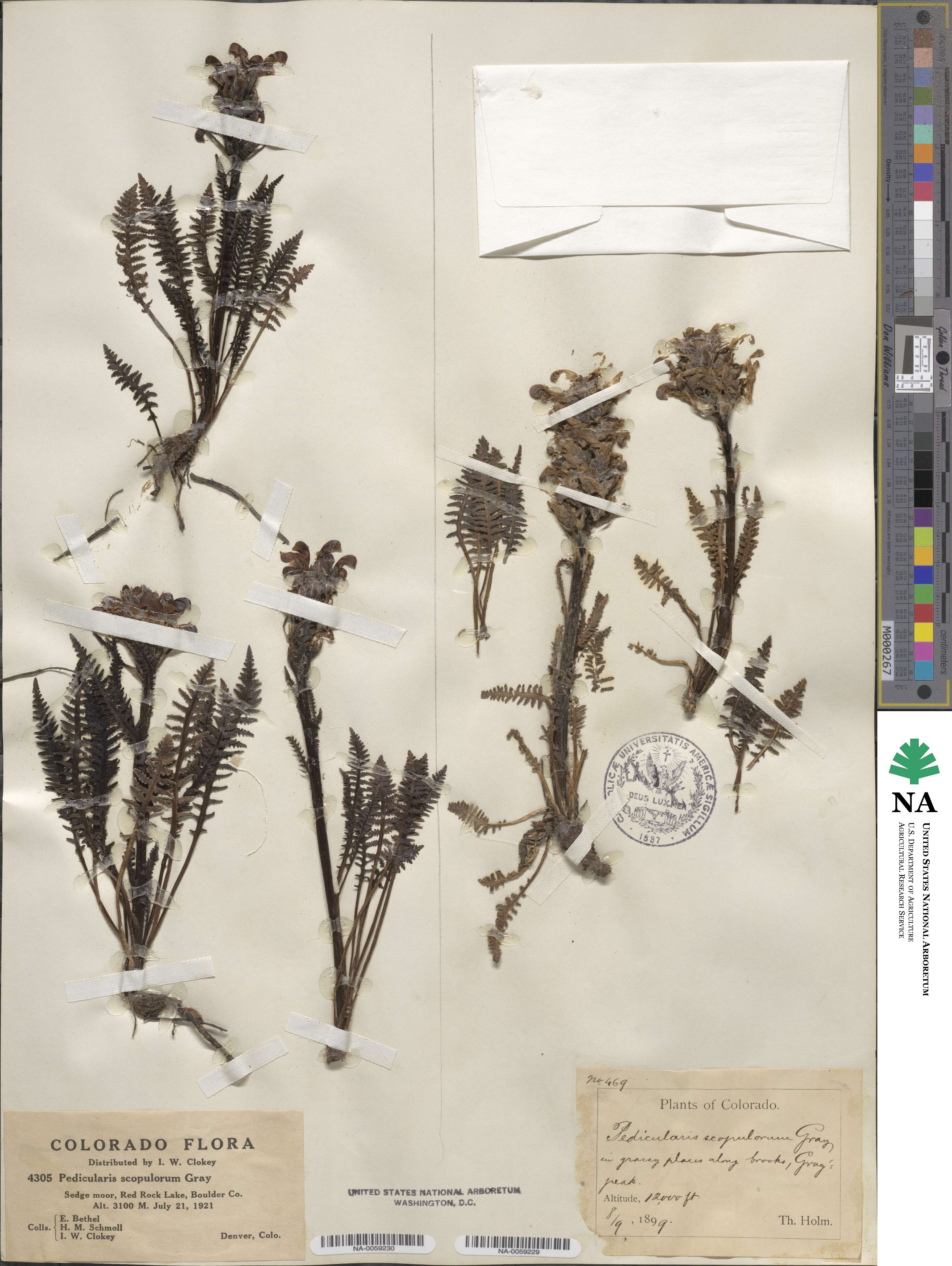 Pedicularis scopulorum image