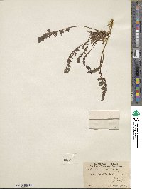 Pedicularis semibarbata image