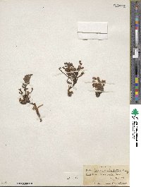 Pedicularis semibarbata image
