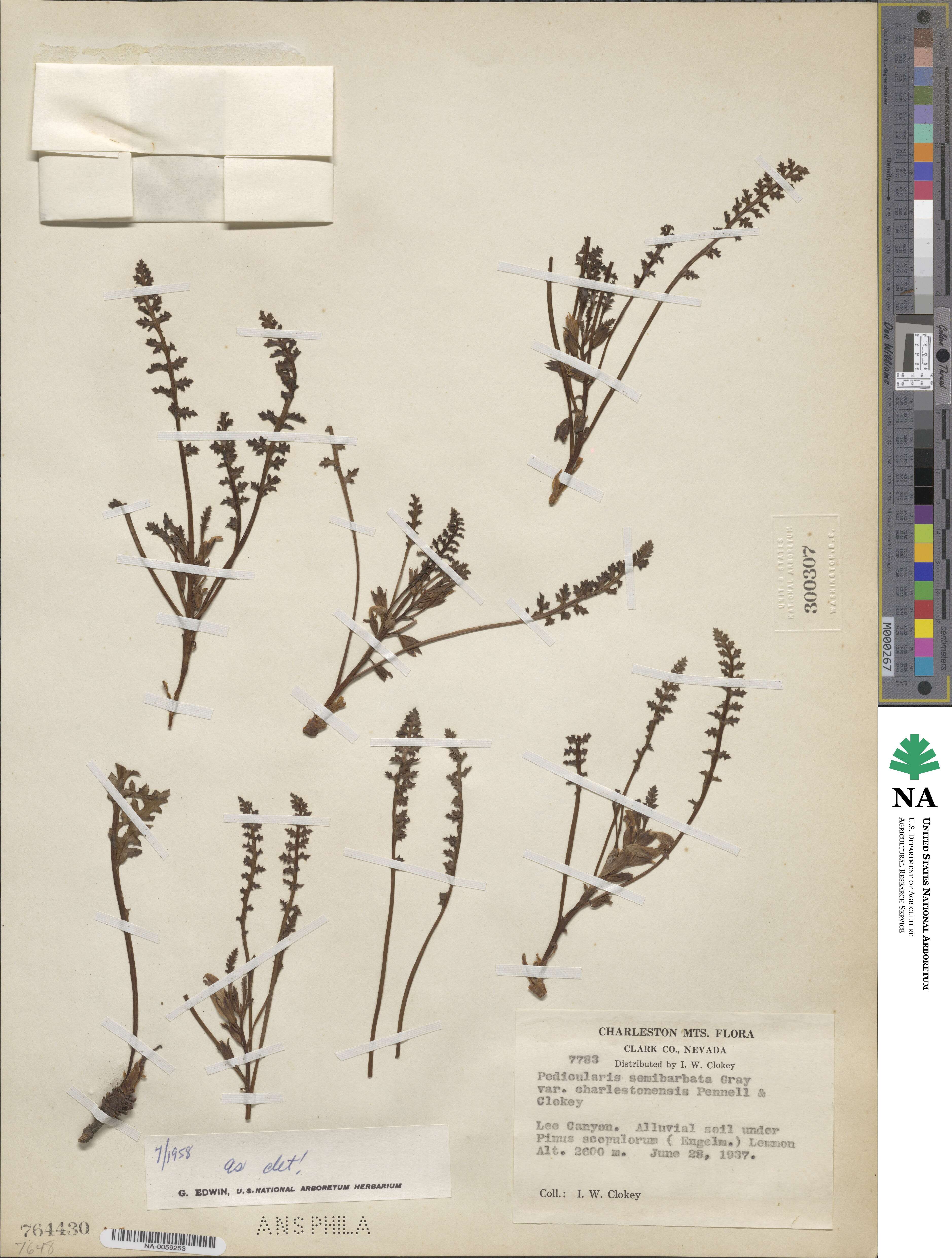 Pedicularis semibarbata var. charlestonensis image