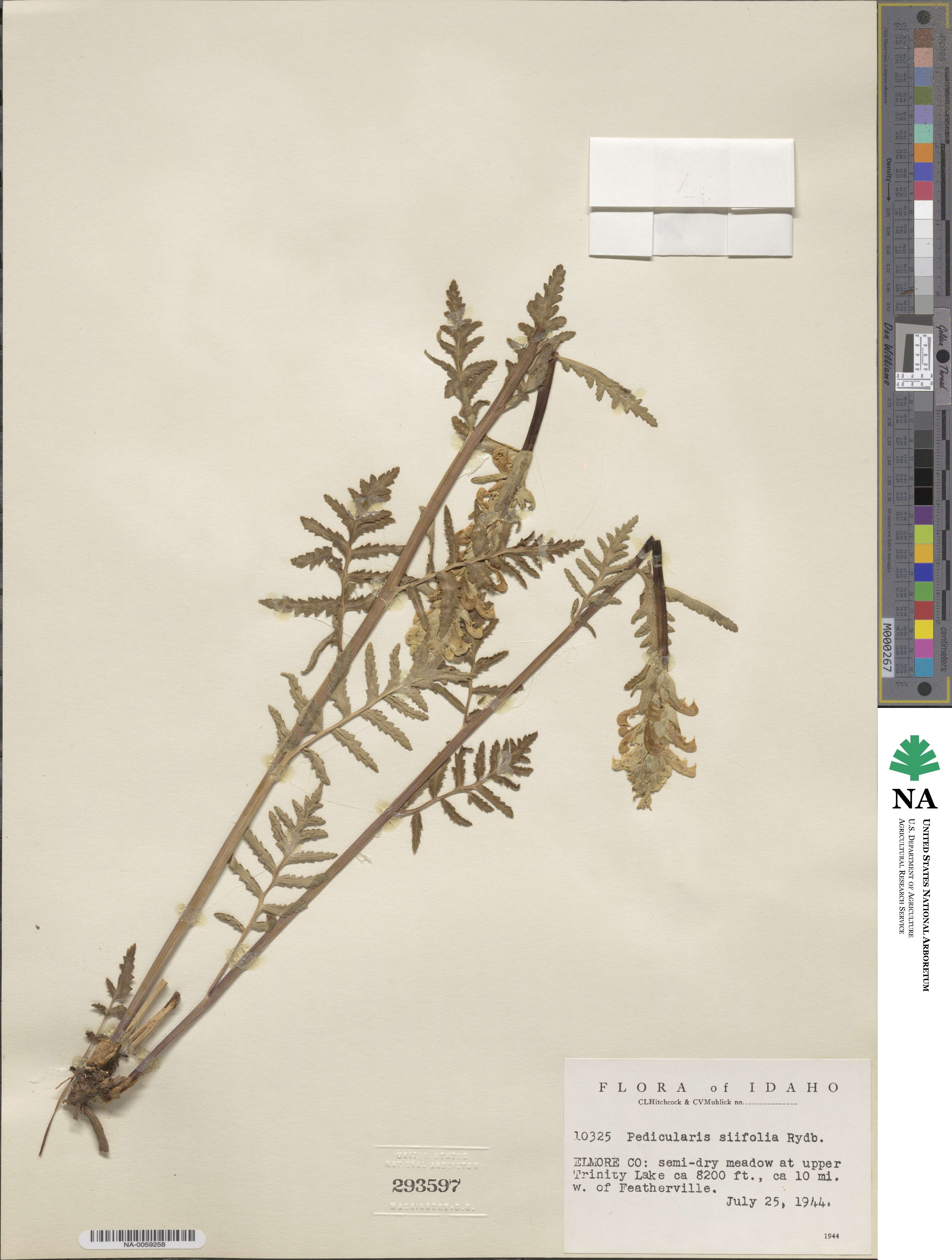 Pedicularis bracteosa var. siifolia image