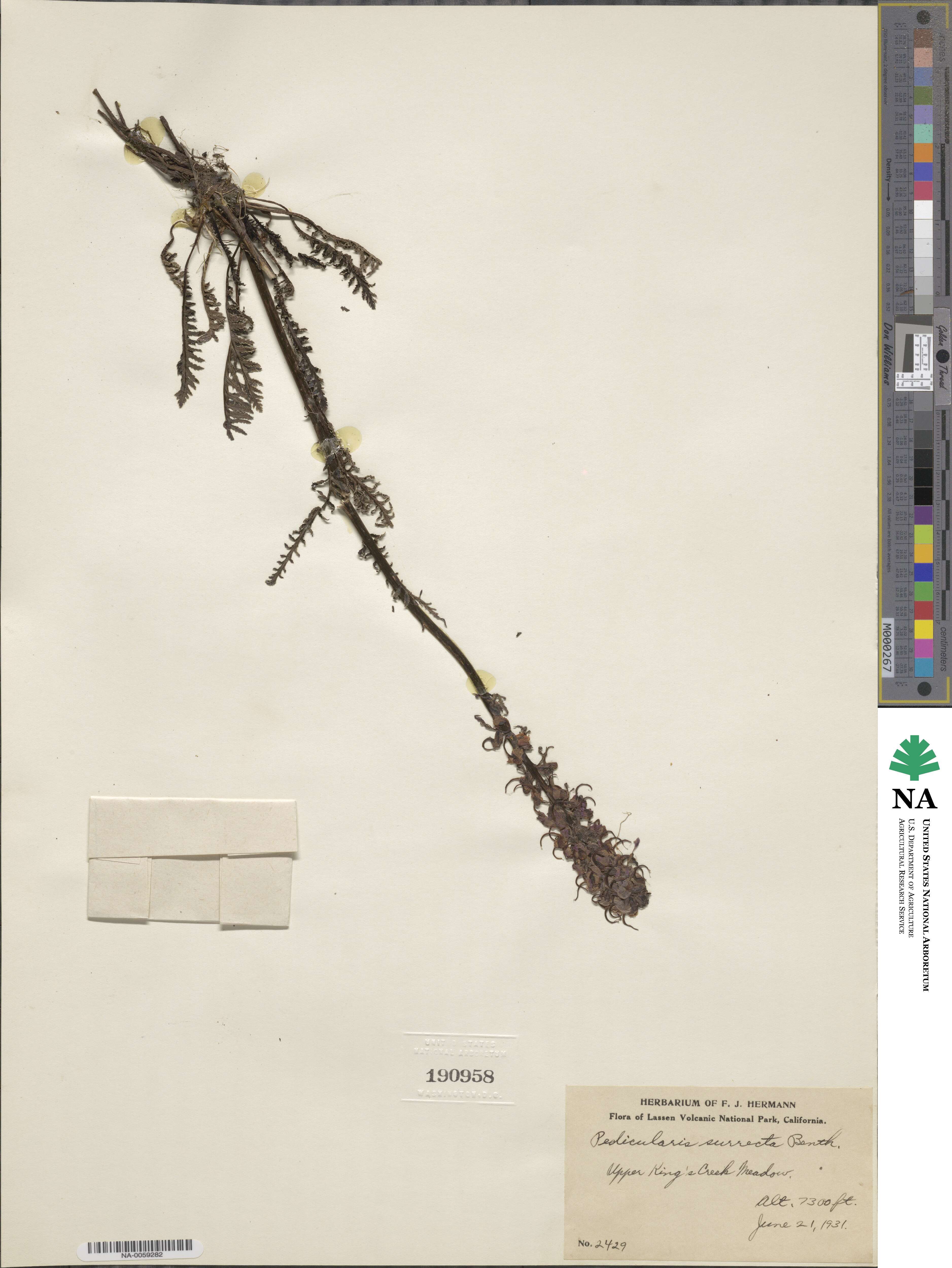 Pedicularis groenlandica image