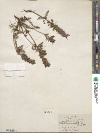 Pedicularis verticillata image