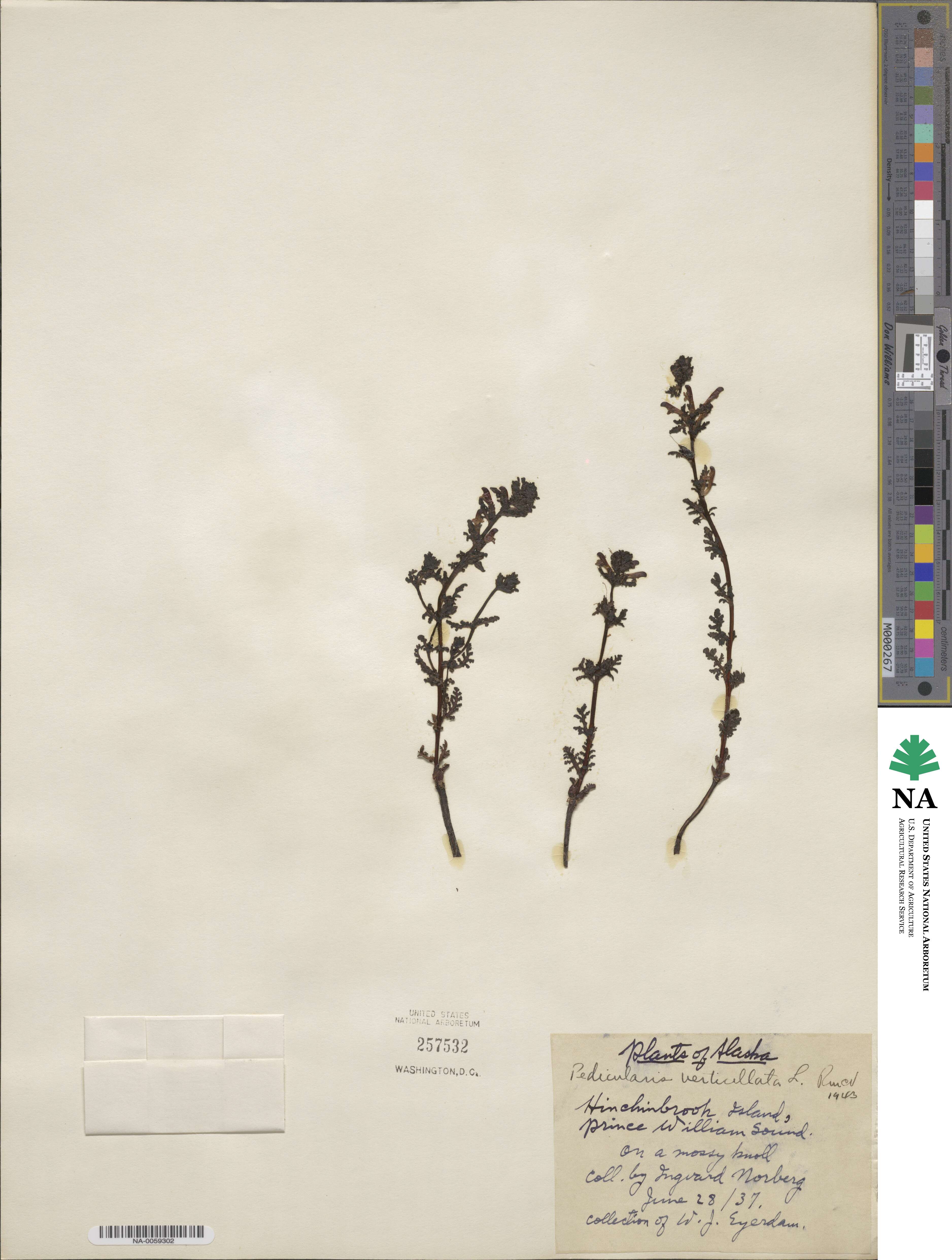 Pedicularis verticillata image