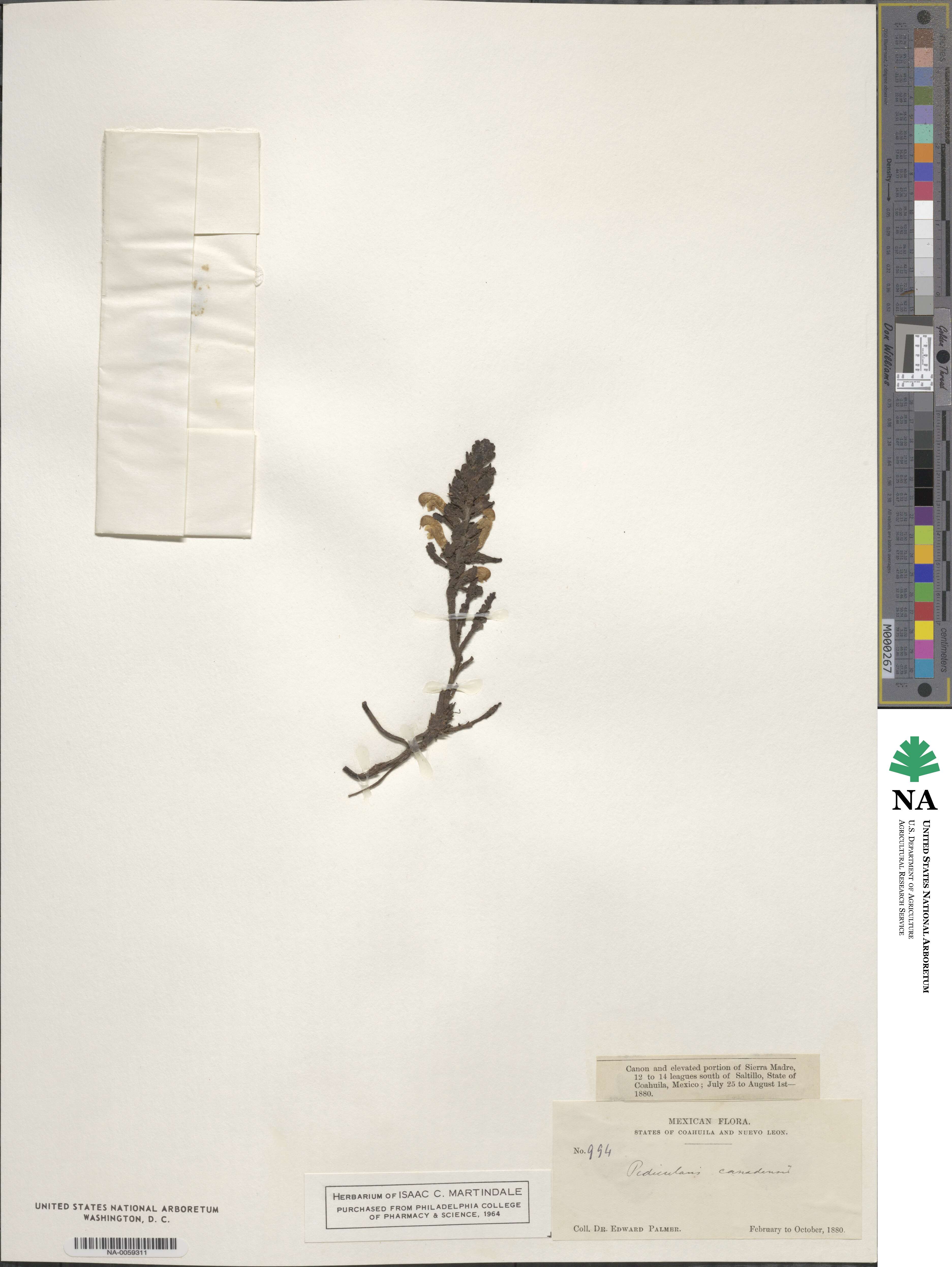 Pedicularis canadensis image