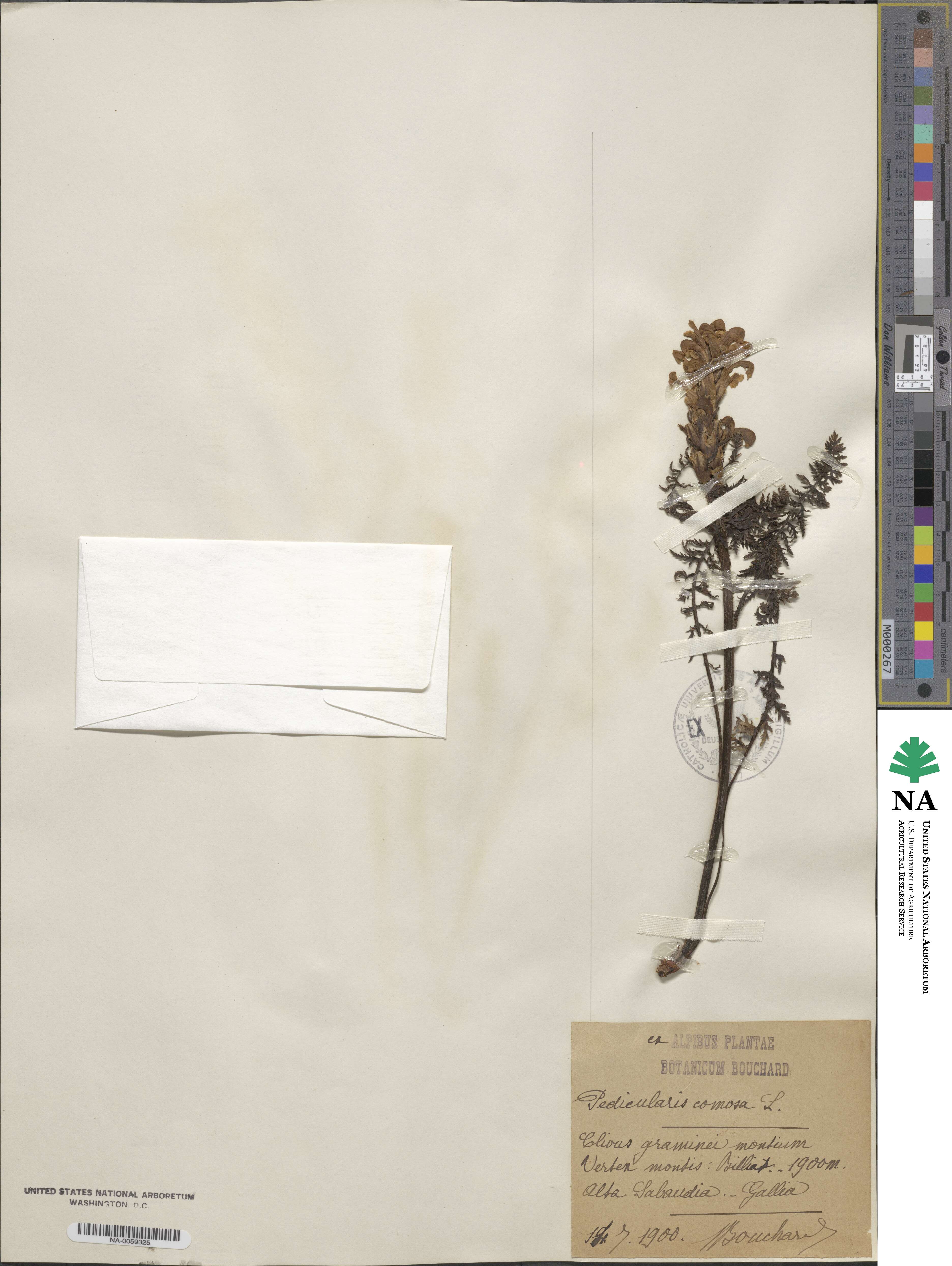 Pedicularis comosa image