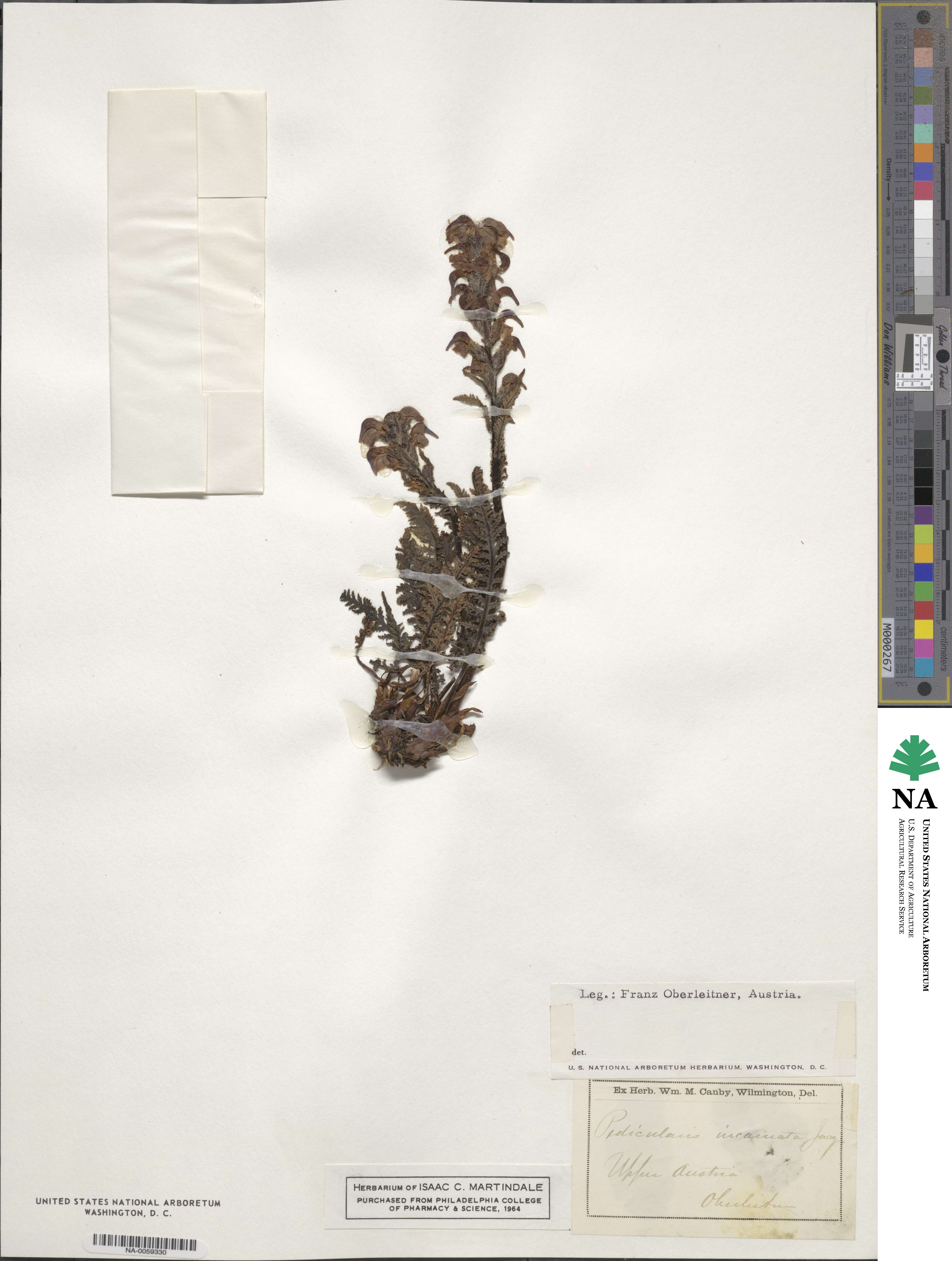 Pedicularis incarnata image