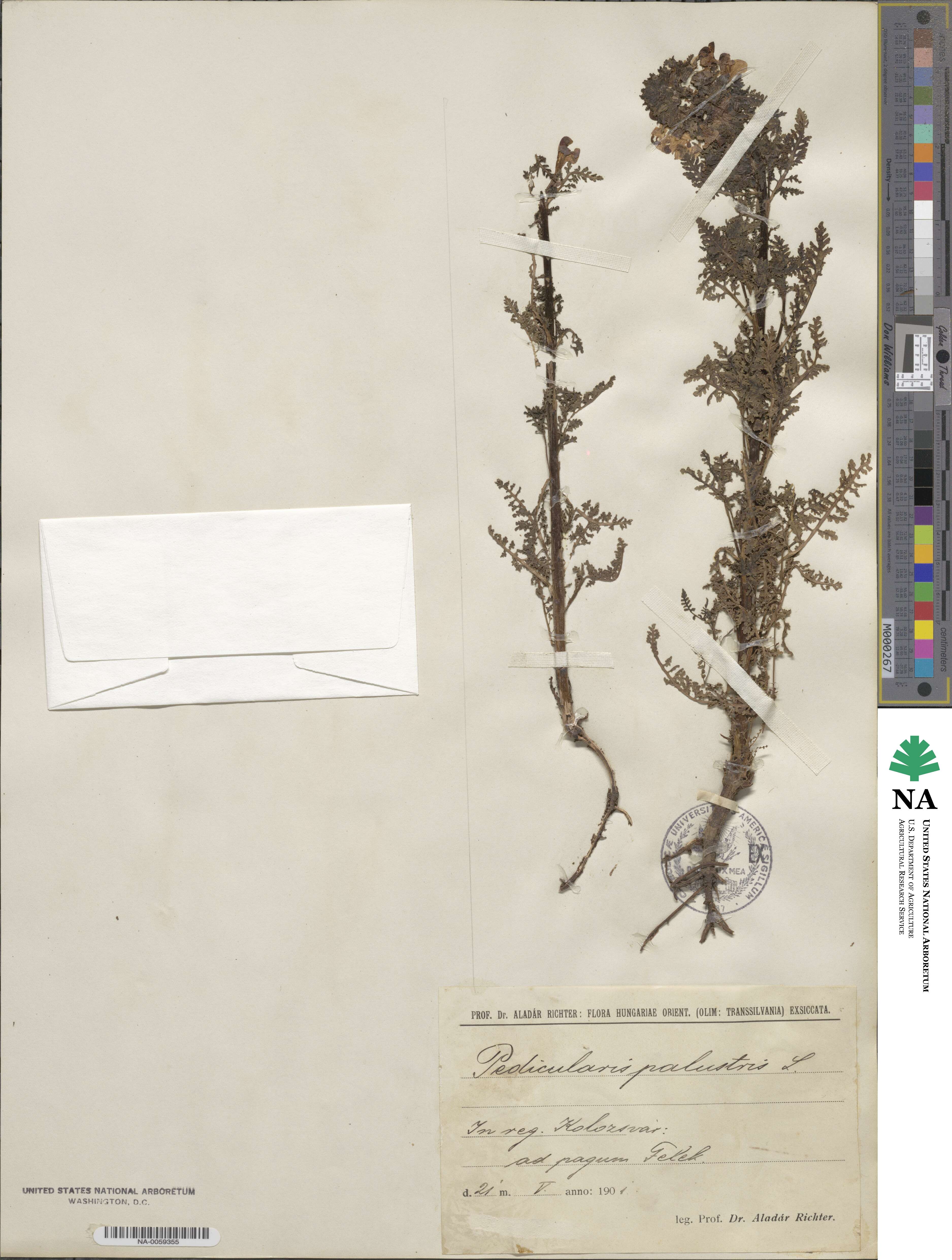 Pedicularis palustris image