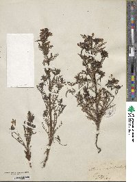 Pedicularis palustris image