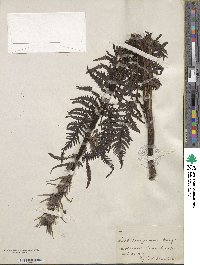 Pedicularis procera image